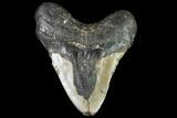 Bargain, Fossil Megalodon Tooth - North Carolina #91629-1